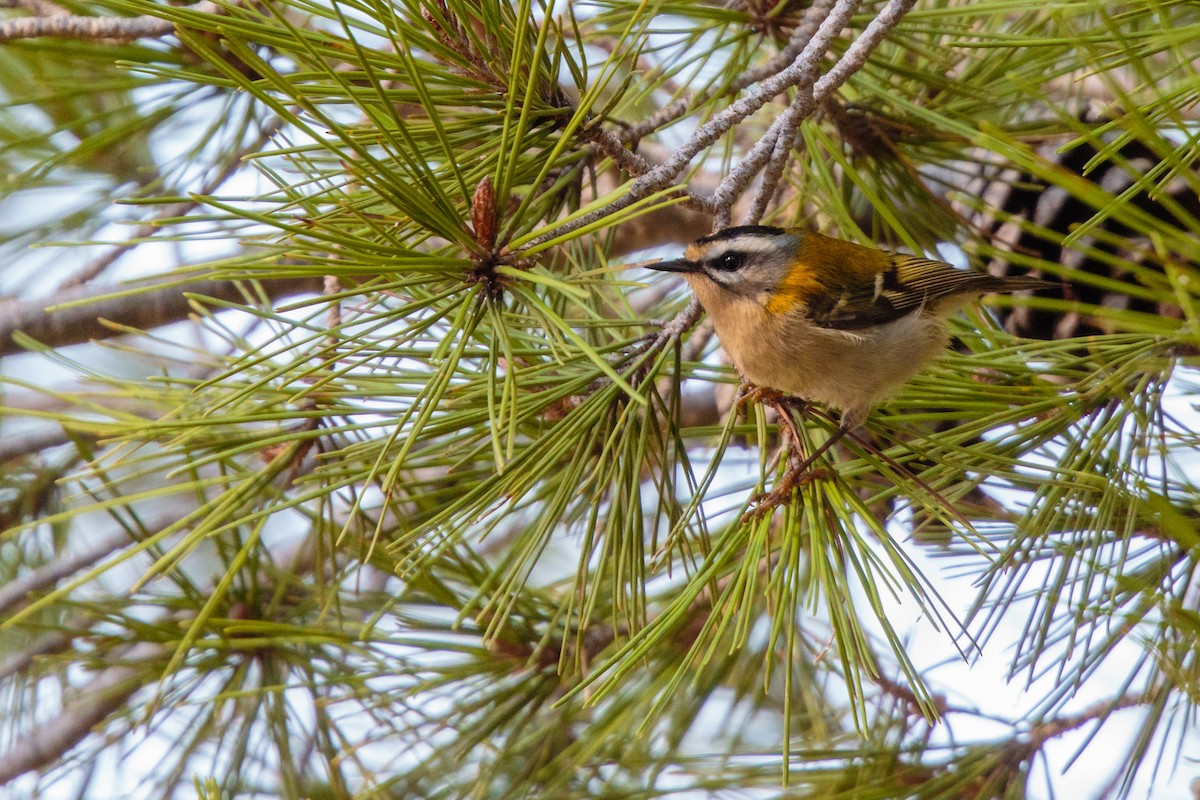 Common Firecrest - ML288413341