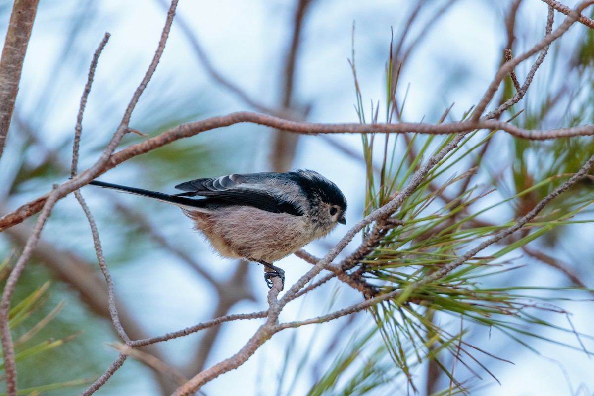 Long-tailed Tit - ML288413361