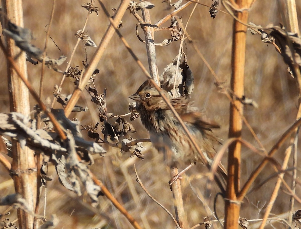 Chingolo Cantor - ML288413371