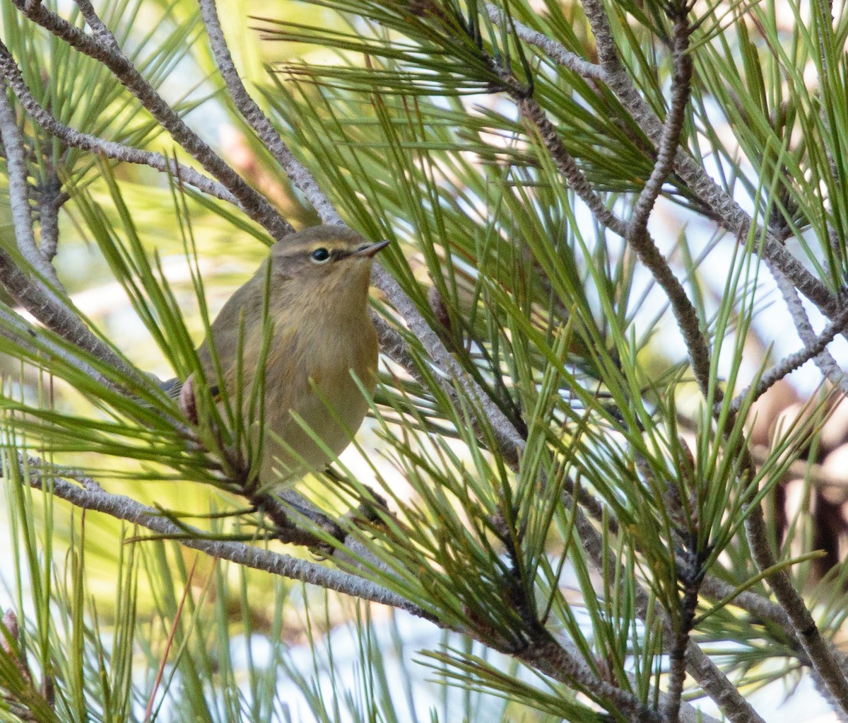 Common Chiffchaff - ML288413381