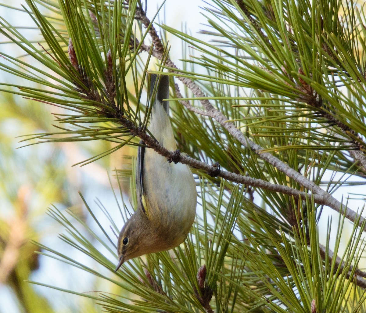 Common Chiffchaff - ML288413391