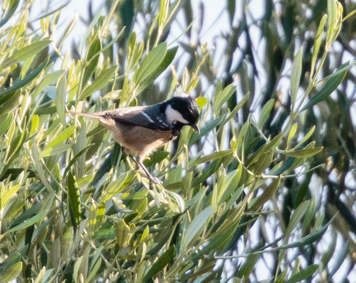 Coal Tit - ML288413561