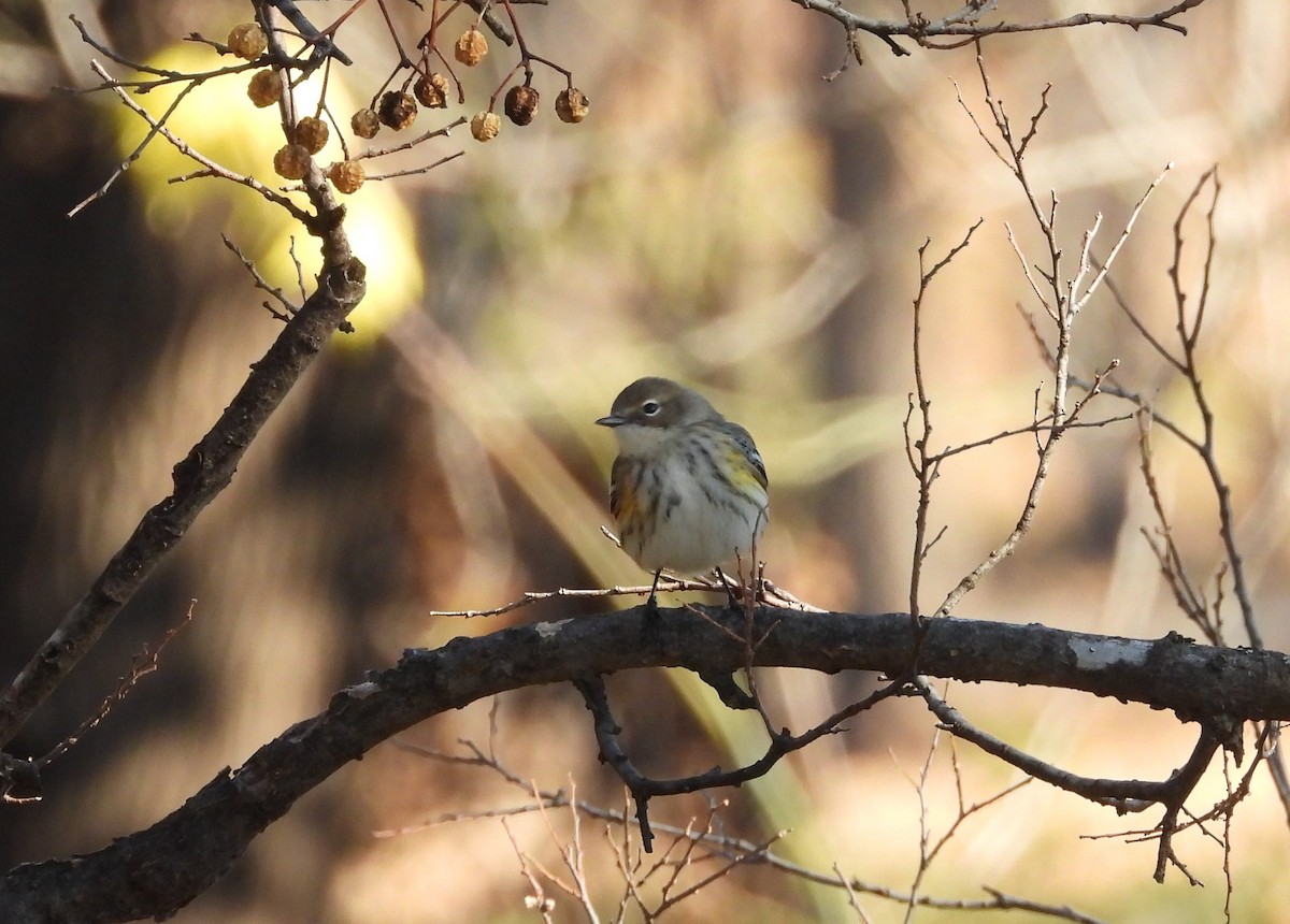 Reinita Coronada (Coronada) - ML288413621
