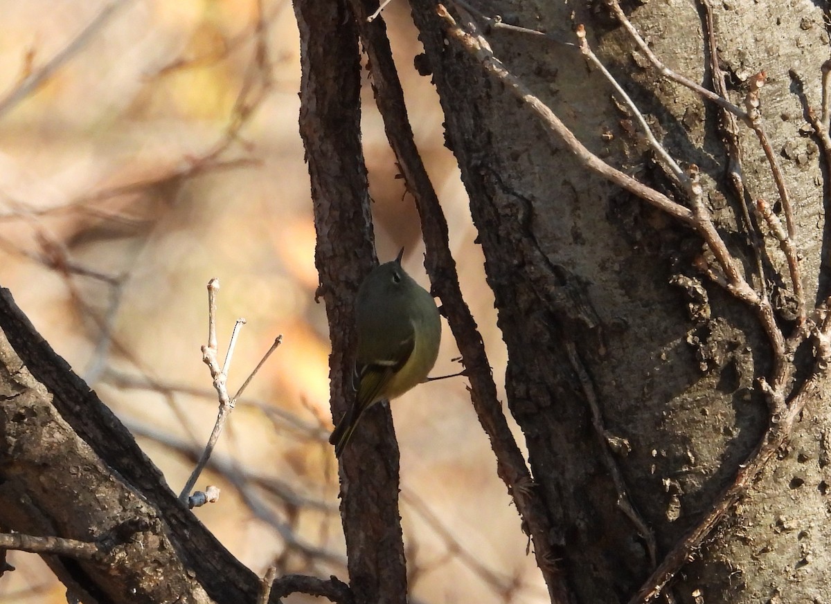 Reyezuelo Rubí - ML288413911