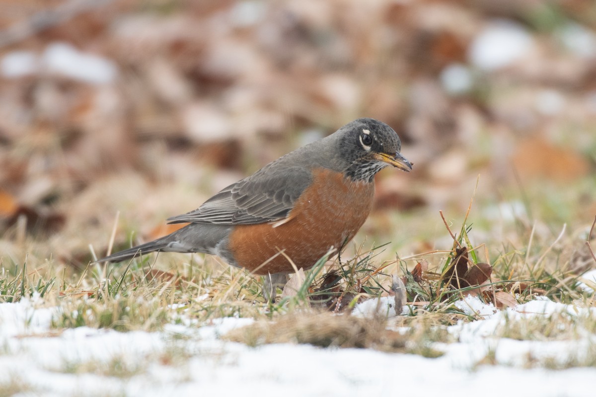 American Robin - ML288414161