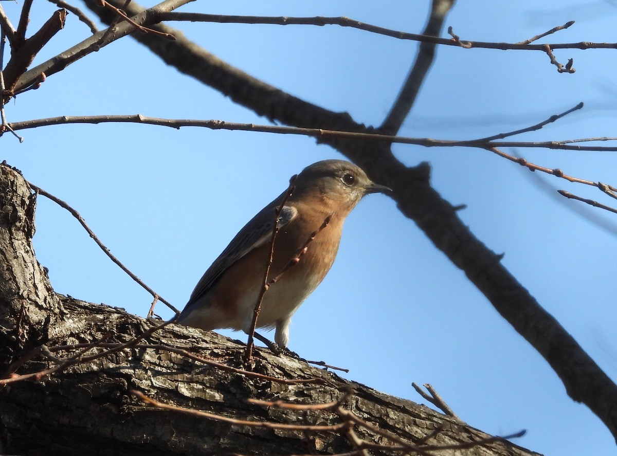 Azulejo Oriental - ML288414421