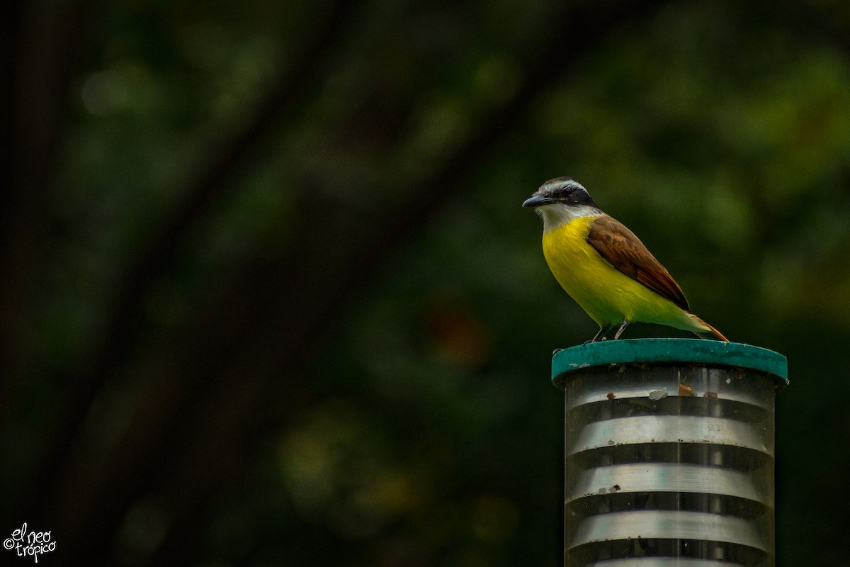 Great Kiskadee - ML288414431