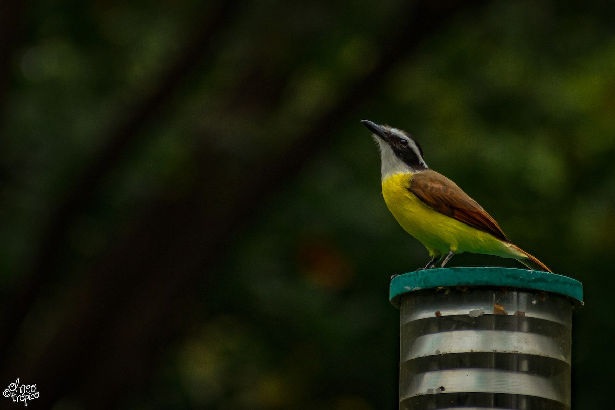 Great Kiskadee - Daniel Pineda Vera