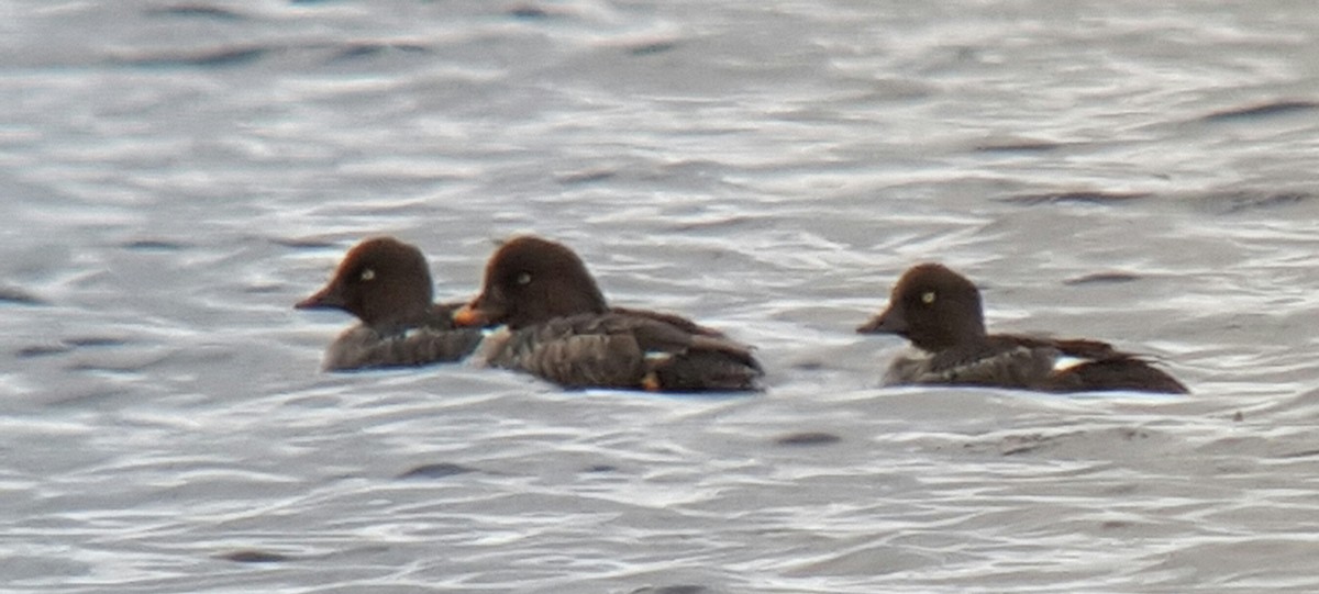Barrow's Goldeneye - ML28841451