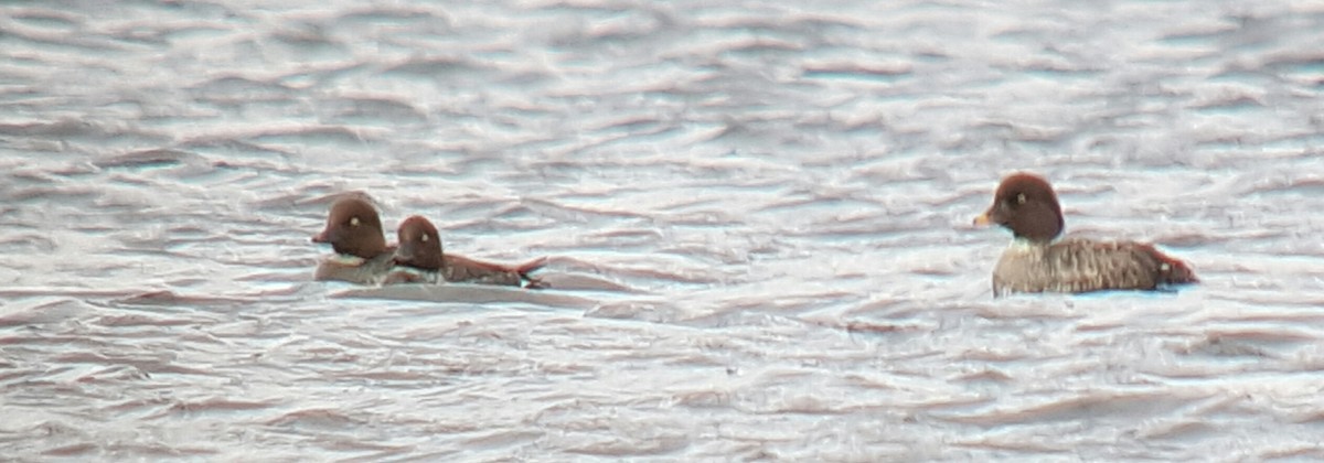 Barrow's Goldeneye - ML28841461
