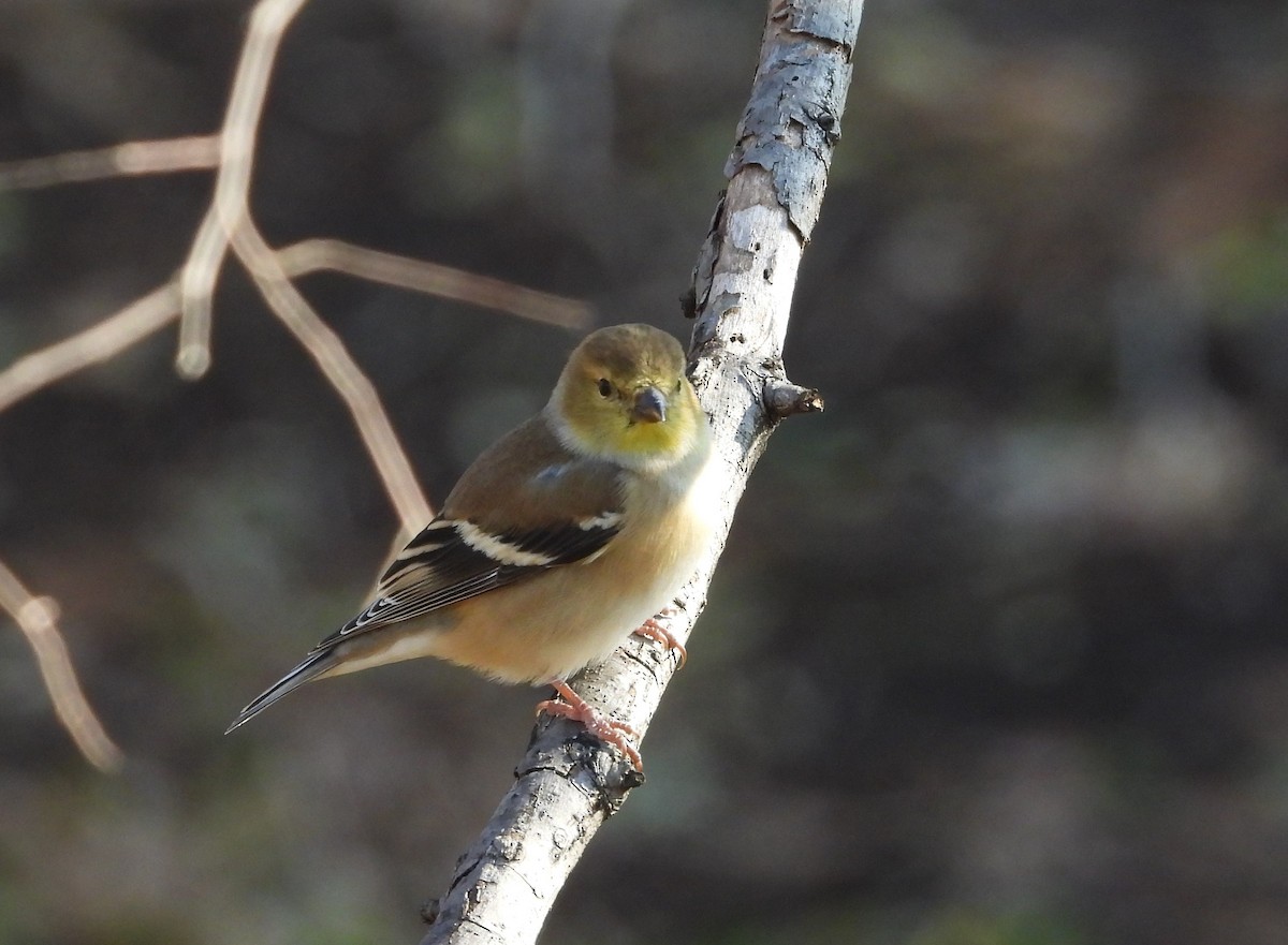 Jilguero Yanqui - ML288414651