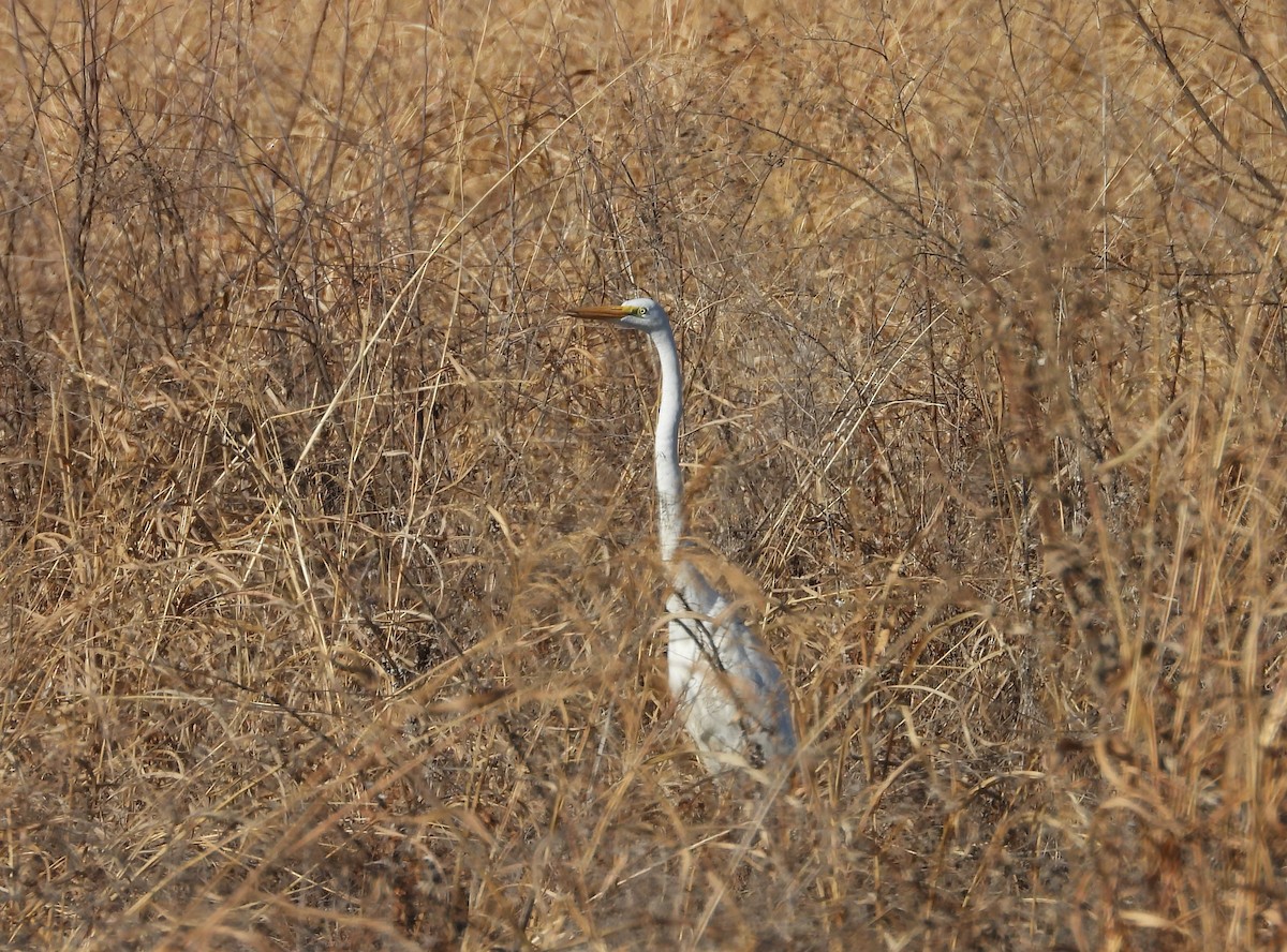 Garceta Grande - ML288414911