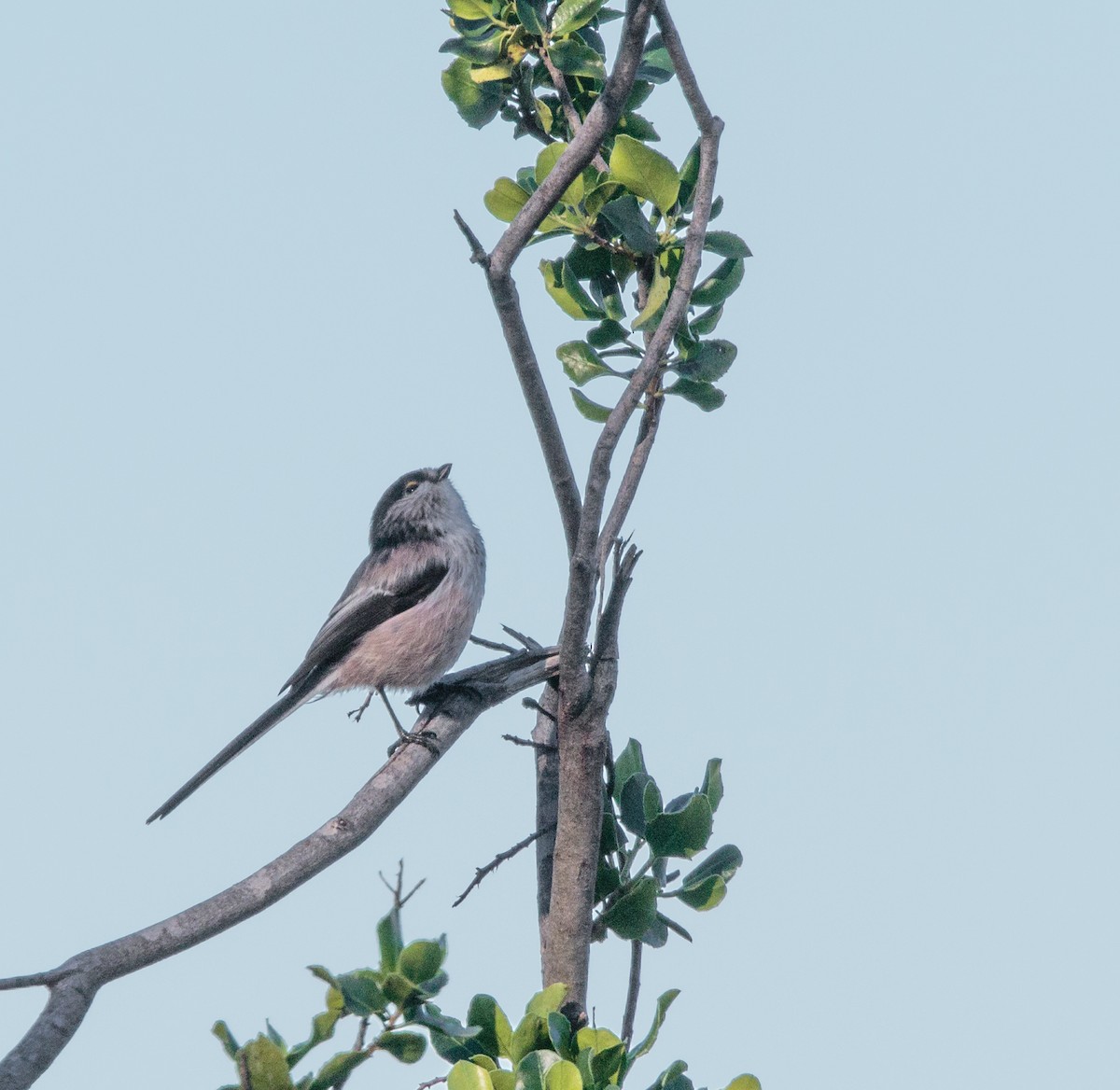 Long-tailed Tit - ML288414971