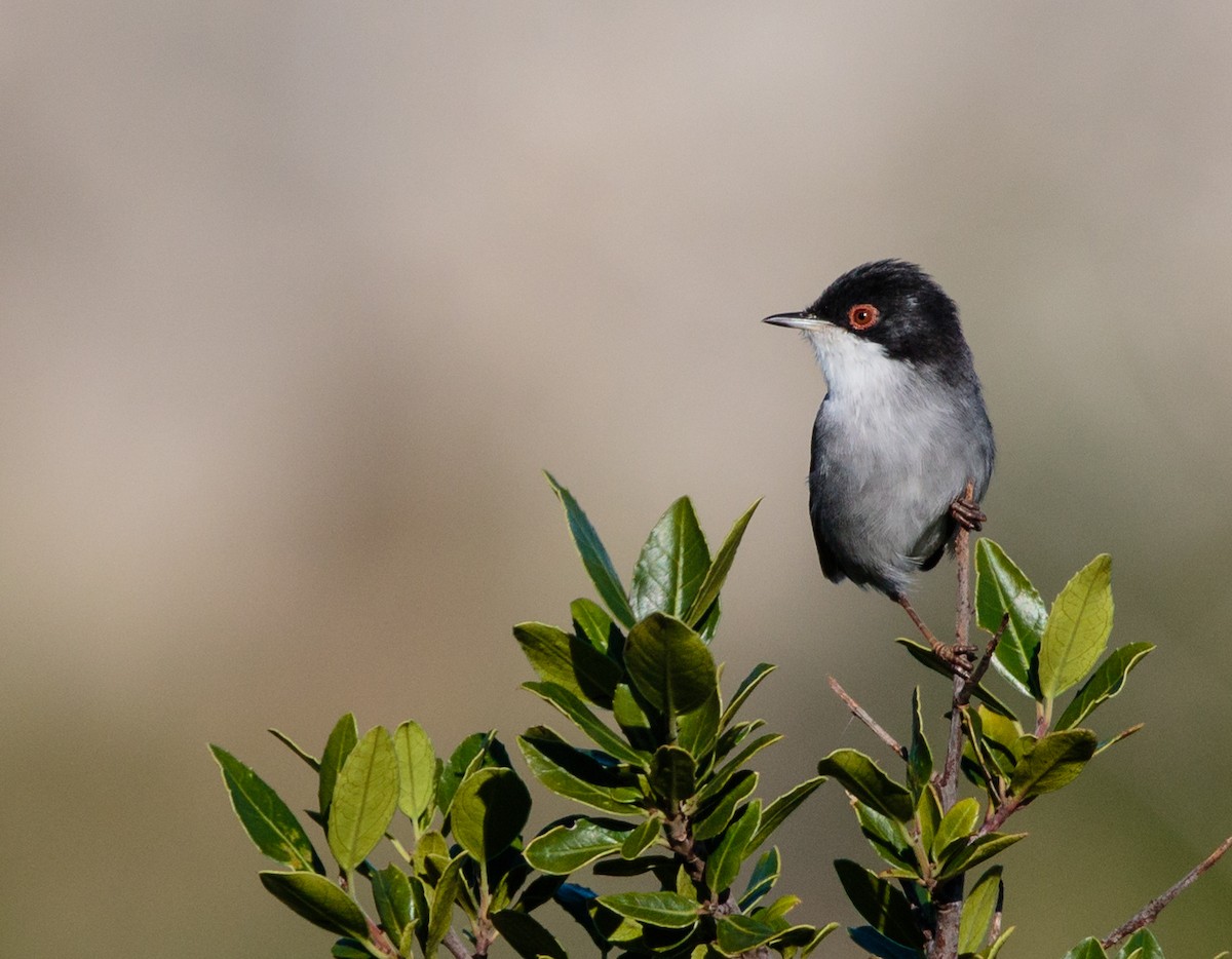 Sardinian Warbler - ML288414981