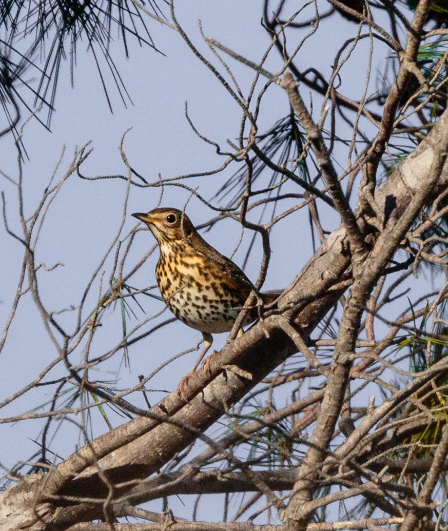 Song Thrush - ML288414991