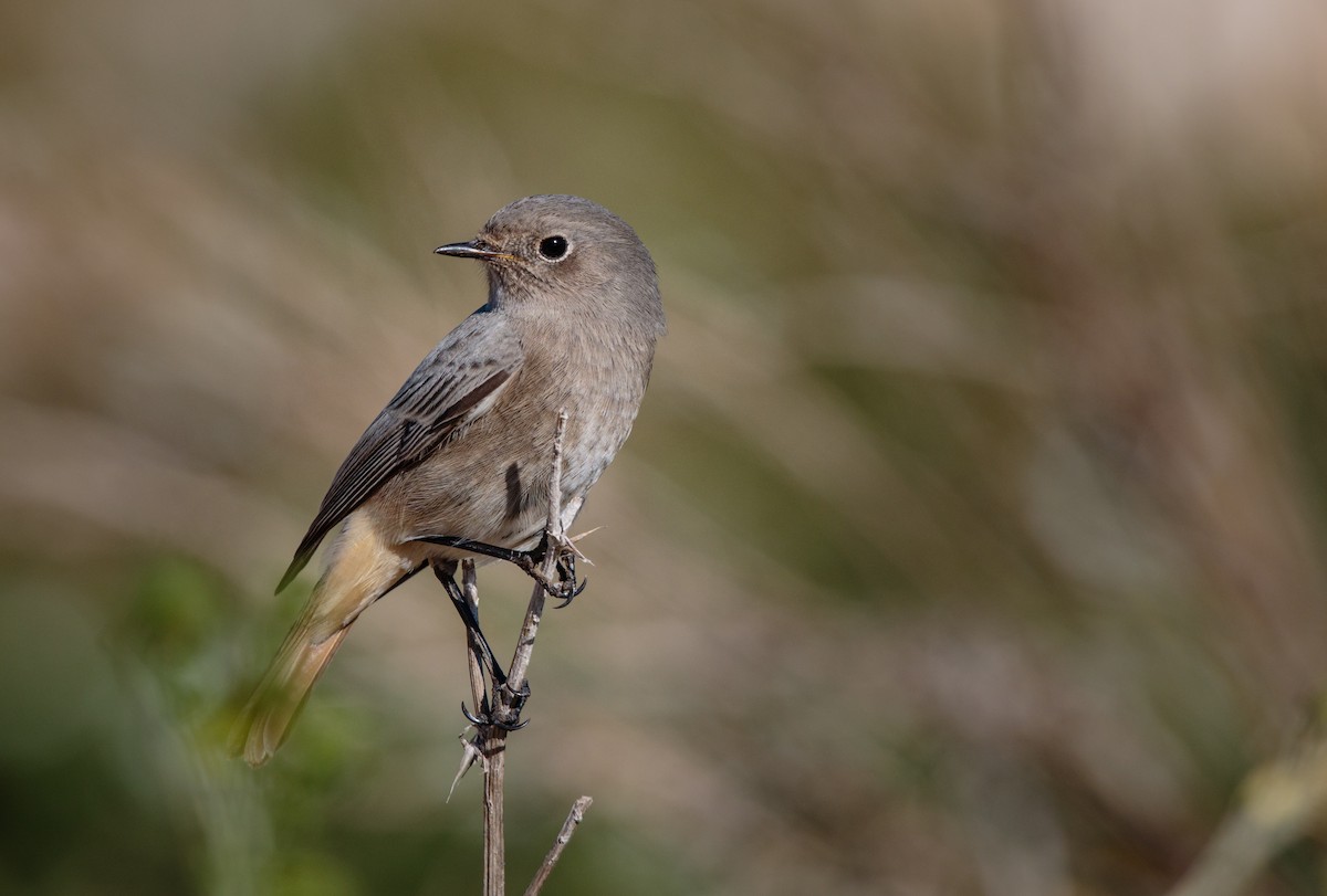 Black Redstart - ML288415001