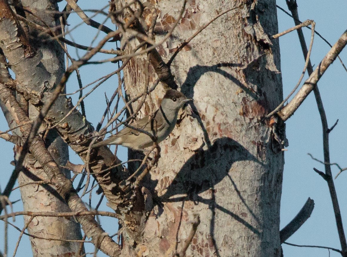 Eurasian Blackcap - ML288415011