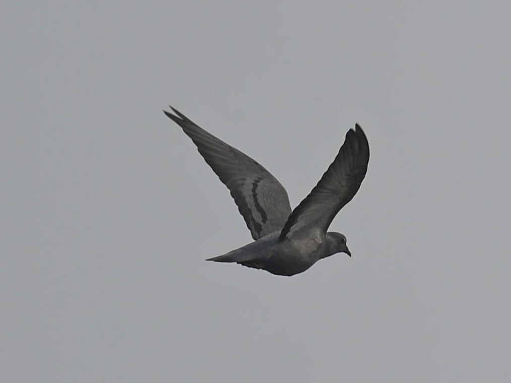 Rock Pigeon (Feral Pigeon) - ML288415171