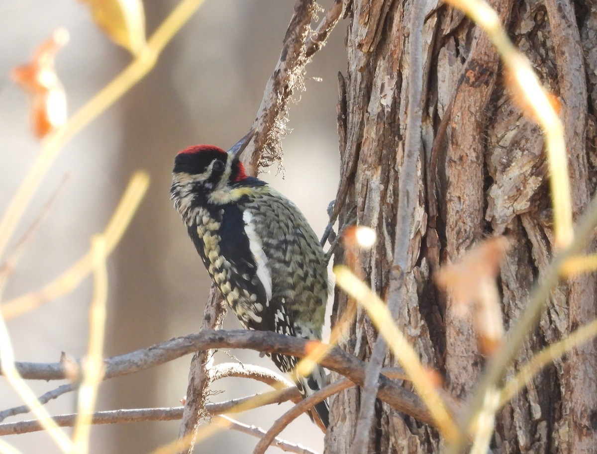 Chupasavia Norteño - ML288415401