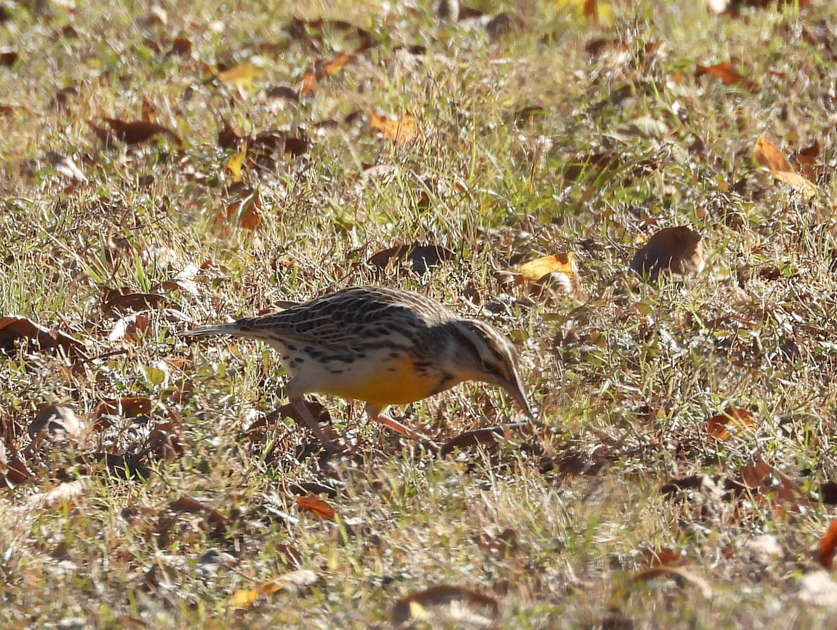 Pradero Occidental/Oriental - ML288415501