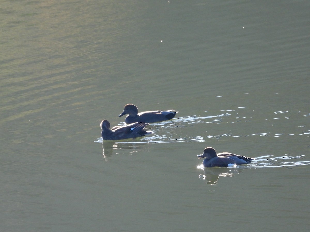 Ánade Friso - ML288415721