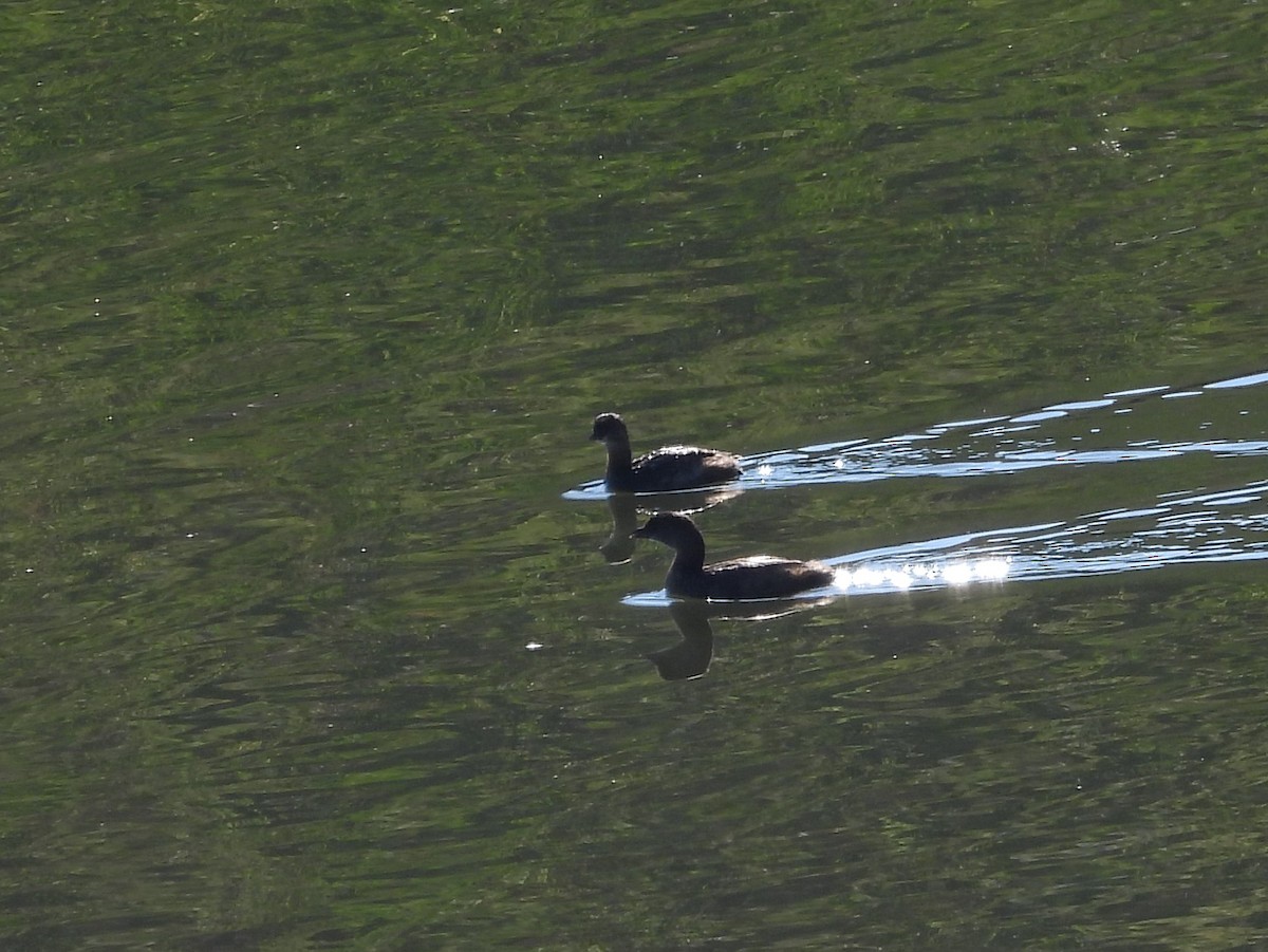 Zampullín Picogrueso - ML288415801