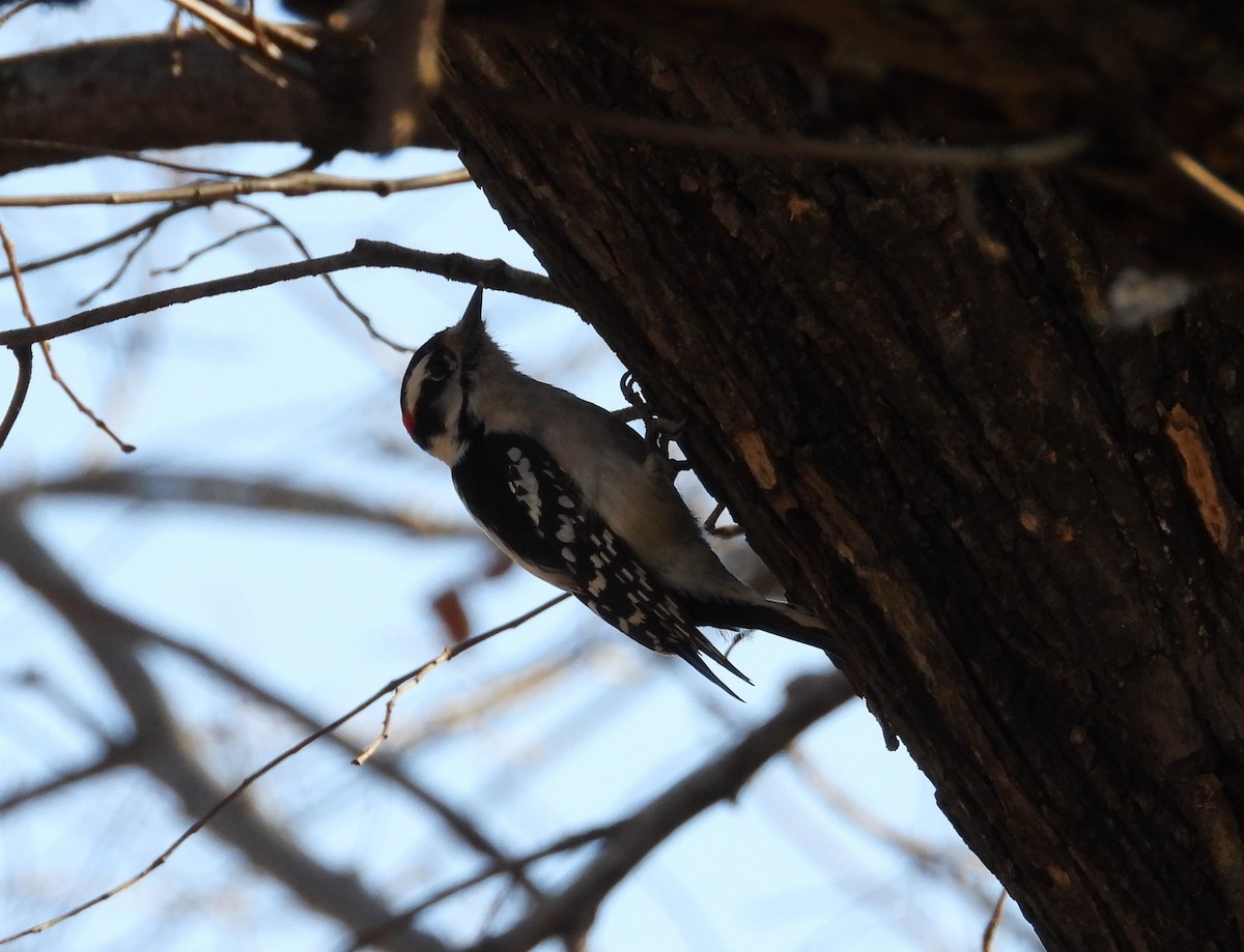 Pico Pubescente - ML288416001