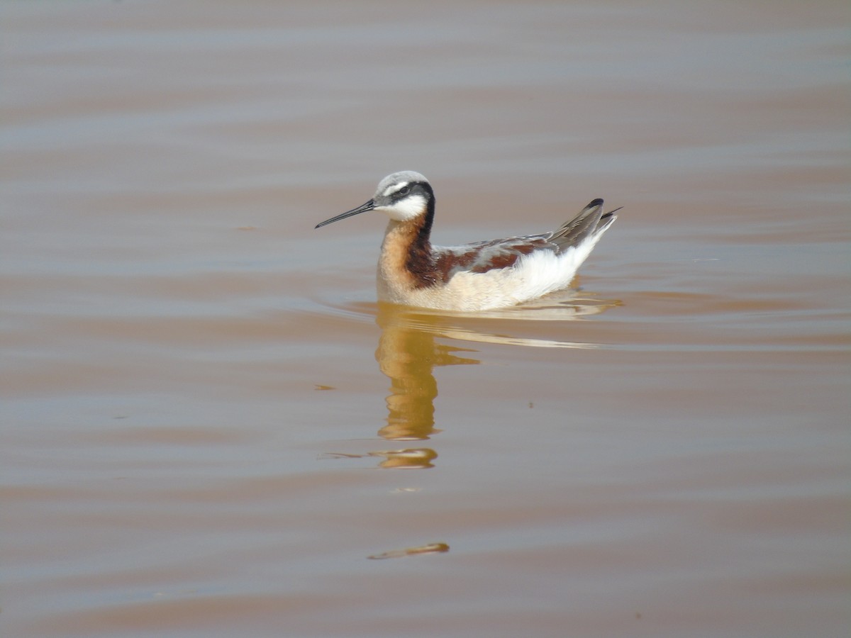 hvithalesvømmesnipe - ML28841651