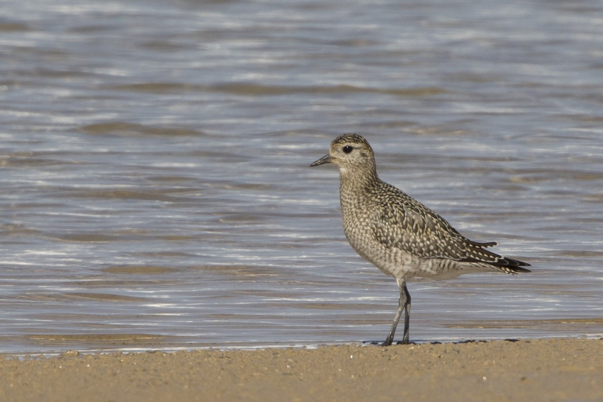 European Golden-Plover - ML288416711