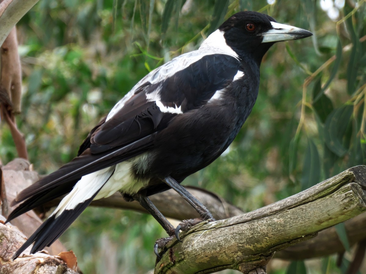 Australian Magpie (White-backed) - ML288417401