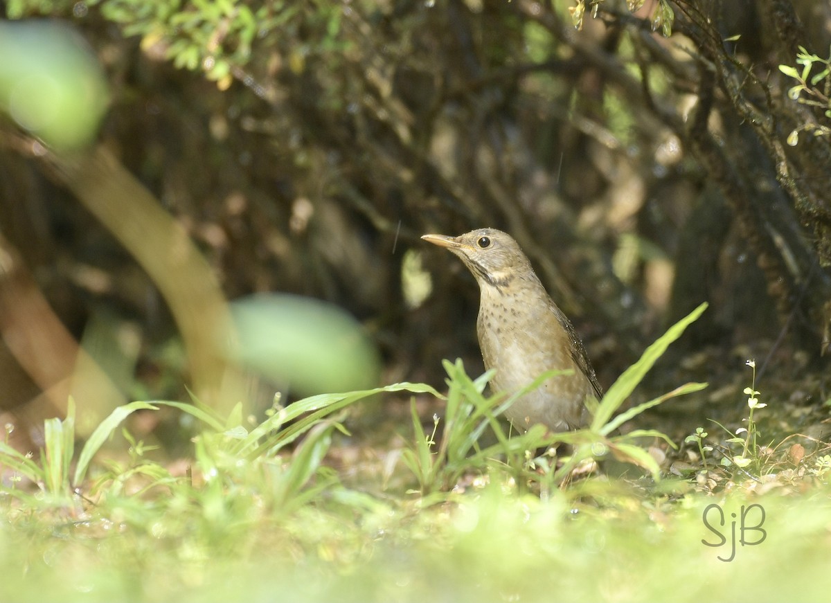 Tickell's Thrush - ML288418181