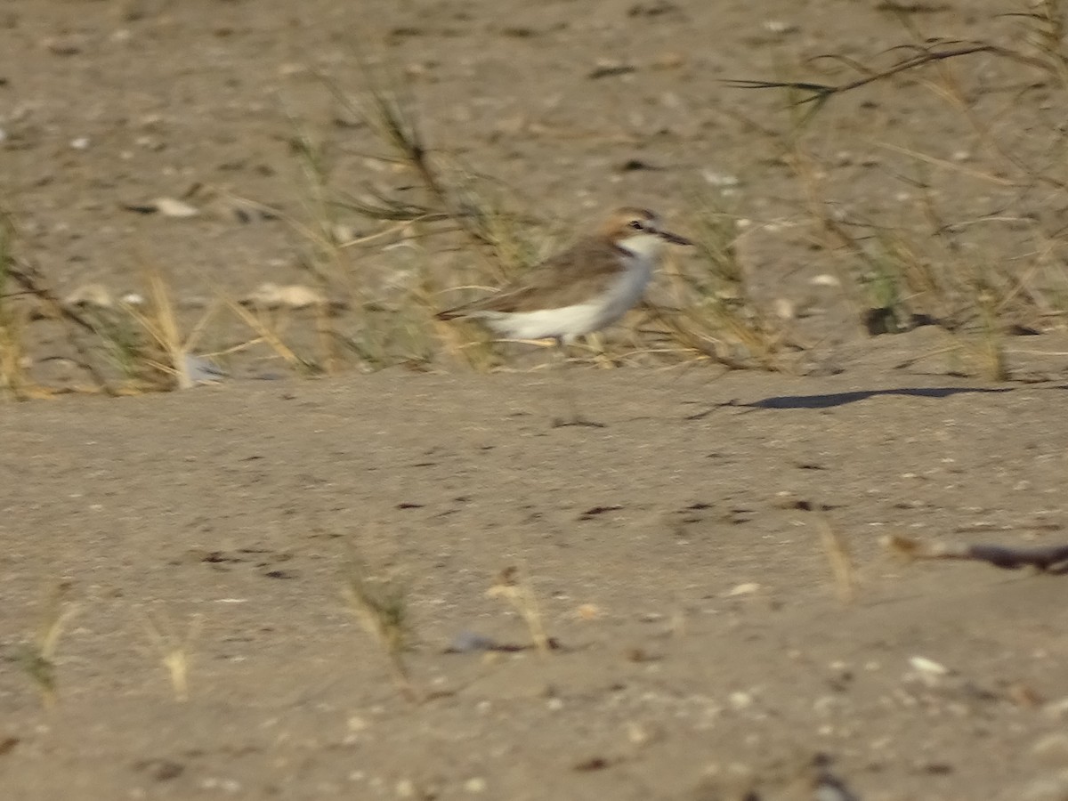 Red-capped Plover - David Russell