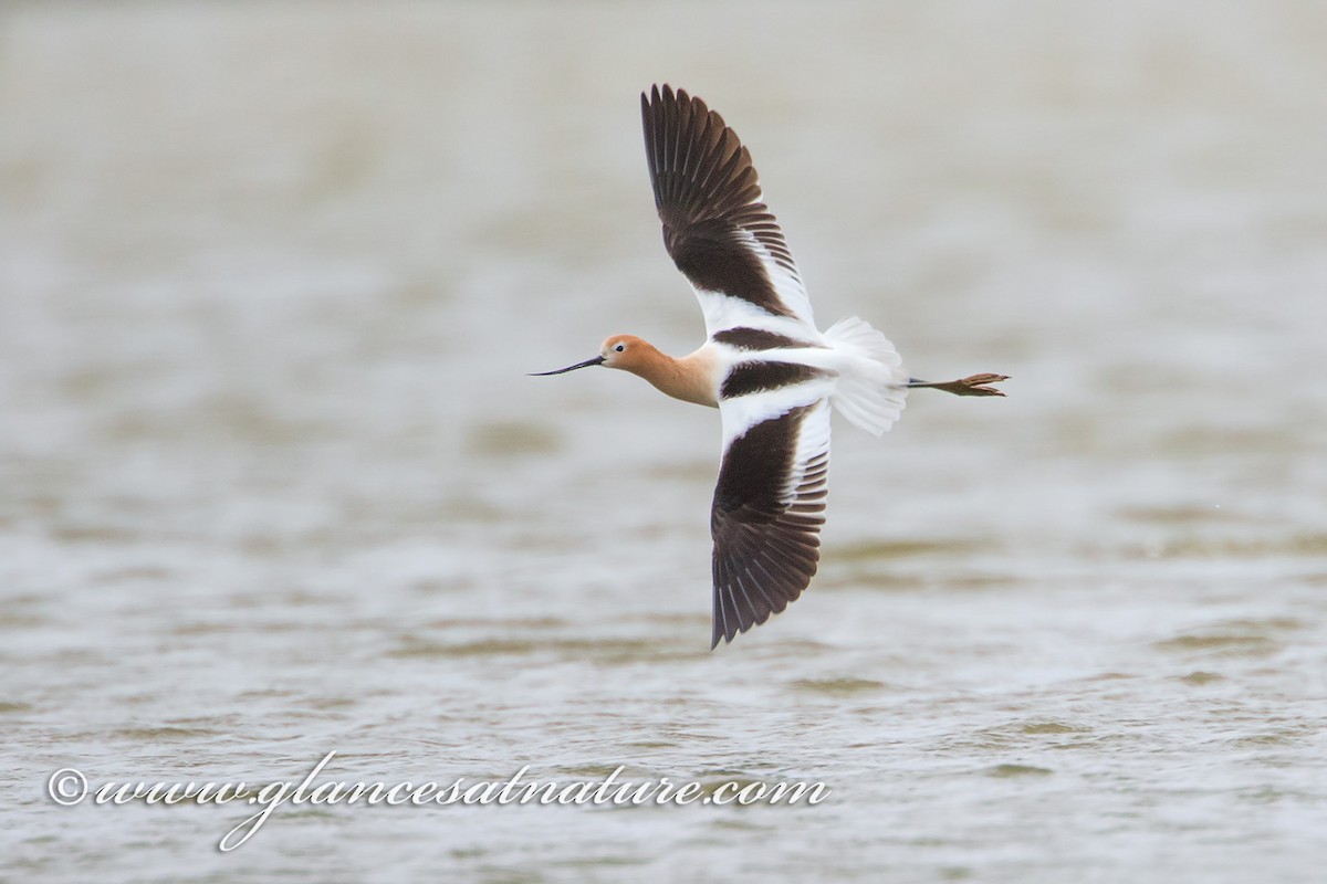 Avocette d'Amérique - ML28841901