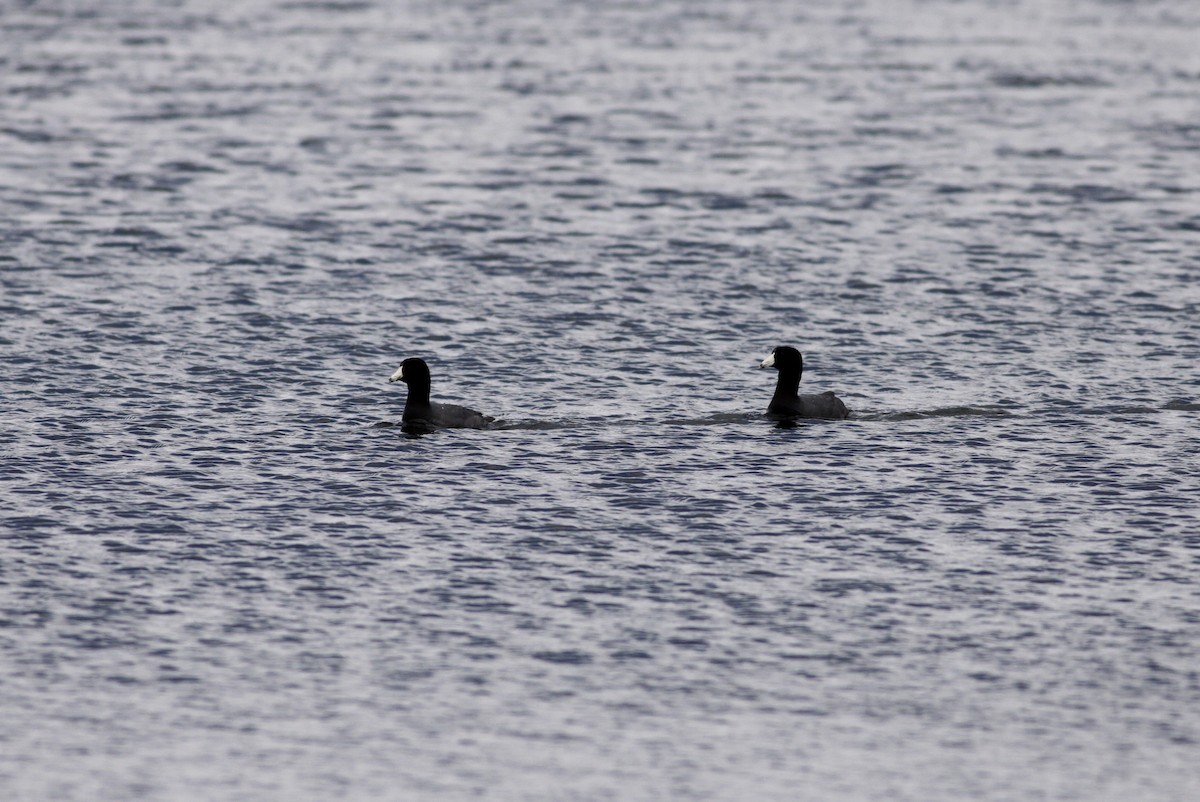 American Coot (Red-shielded) - ML28841911