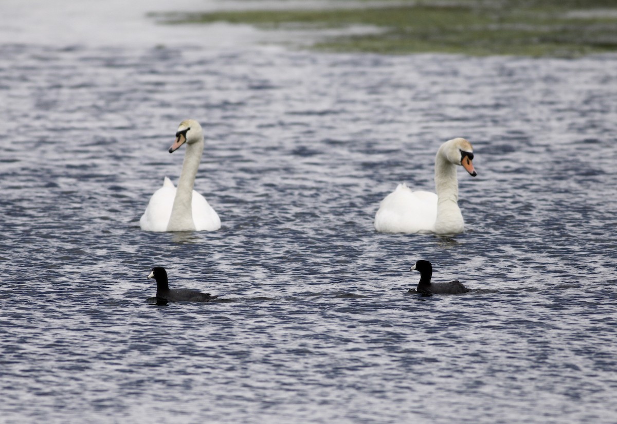 amerikasothøne (Red-shielded) - ML28841921