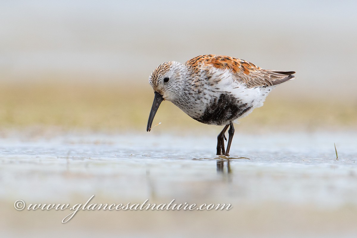 Dunlin - ML28841961