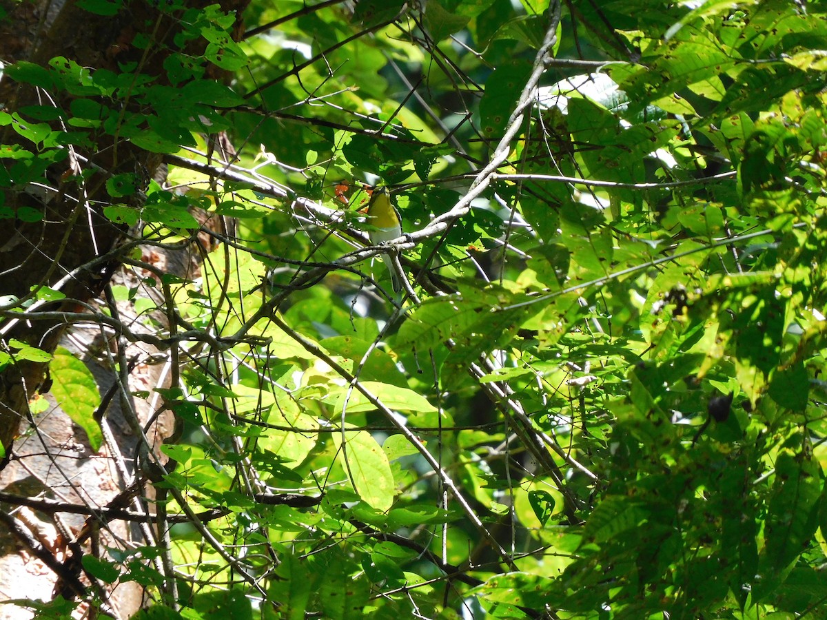 zelenáček žlutoprsý - ML288419671