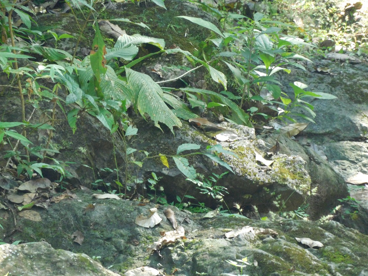 lesňáček olšový - ML288419691