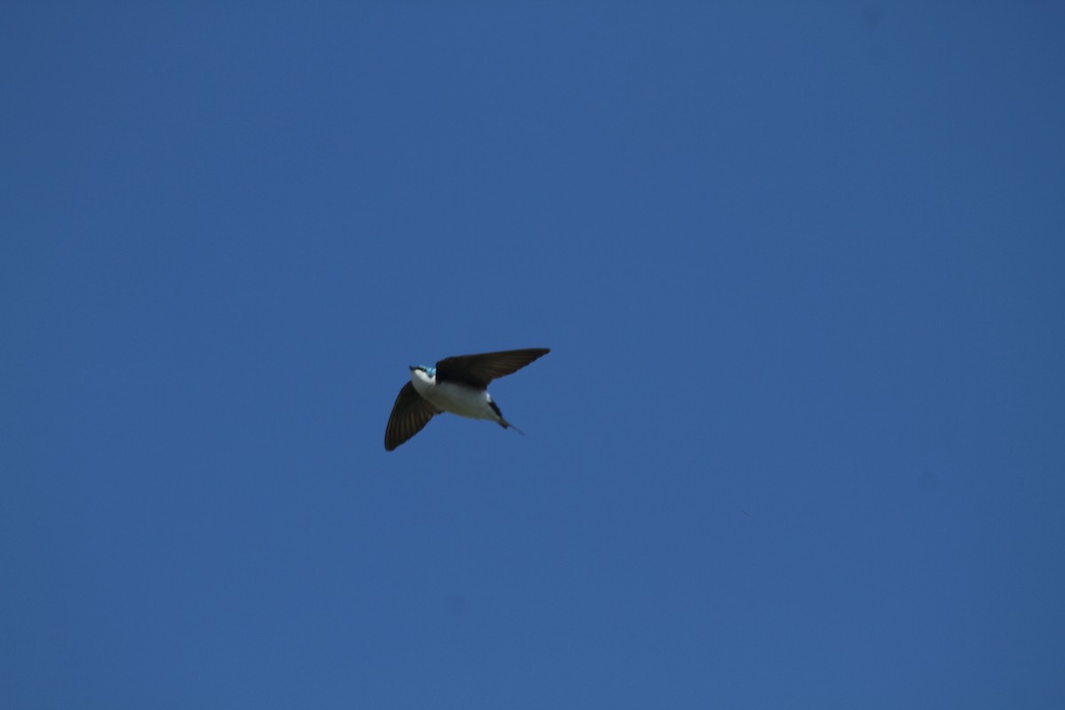 Golondrina Bicolor - ML288420111