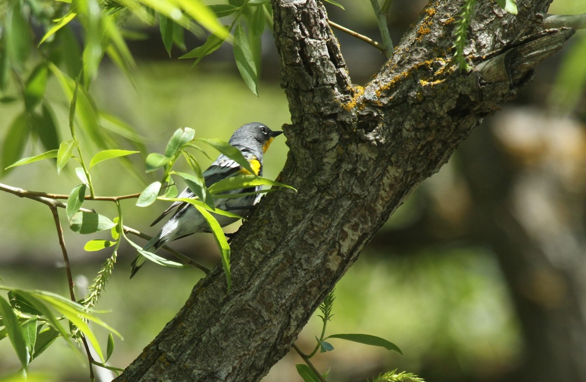 Yellow-rumped Warbler (Audubon's) - ML288420161