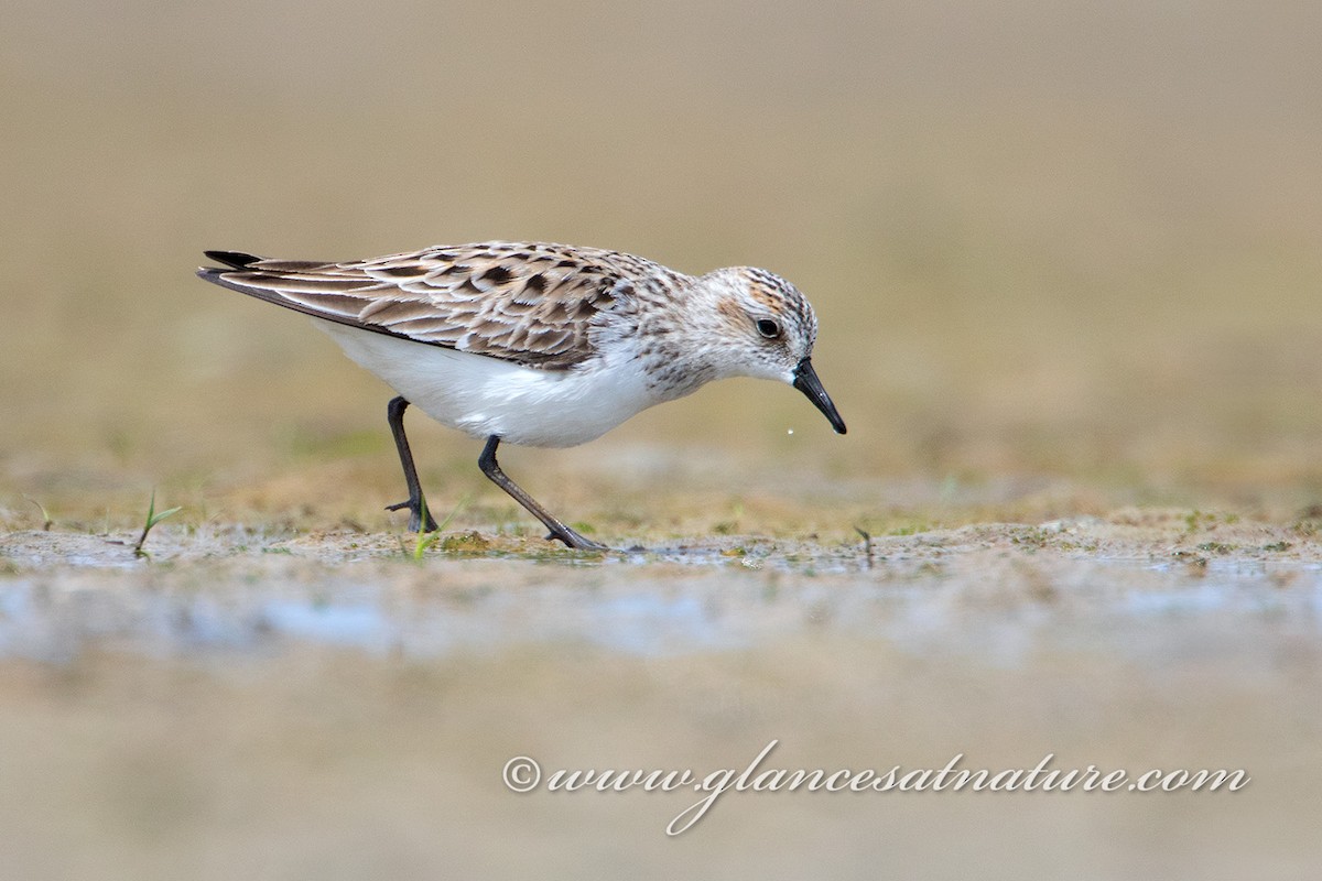 Semipalmated Sandpiper - ML28842131