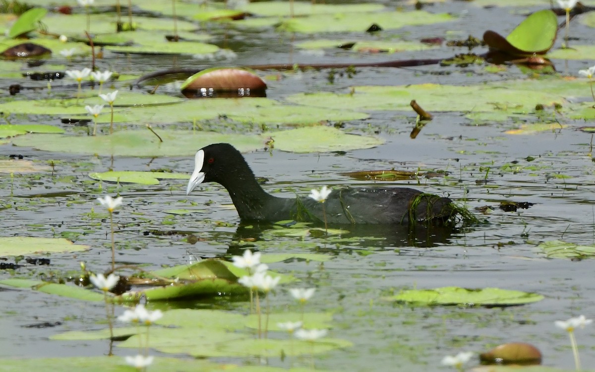 Eurasian Coot - ML288421411