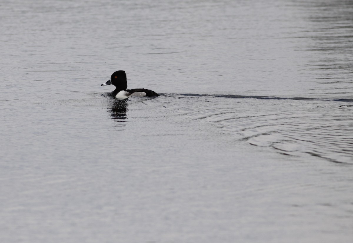 Ring-necked Duck - ML28842191