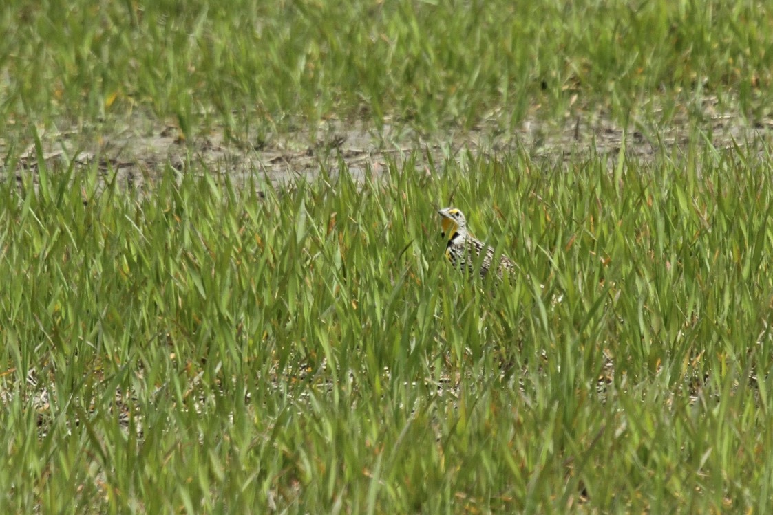 Western Meadowlark - ML288422331