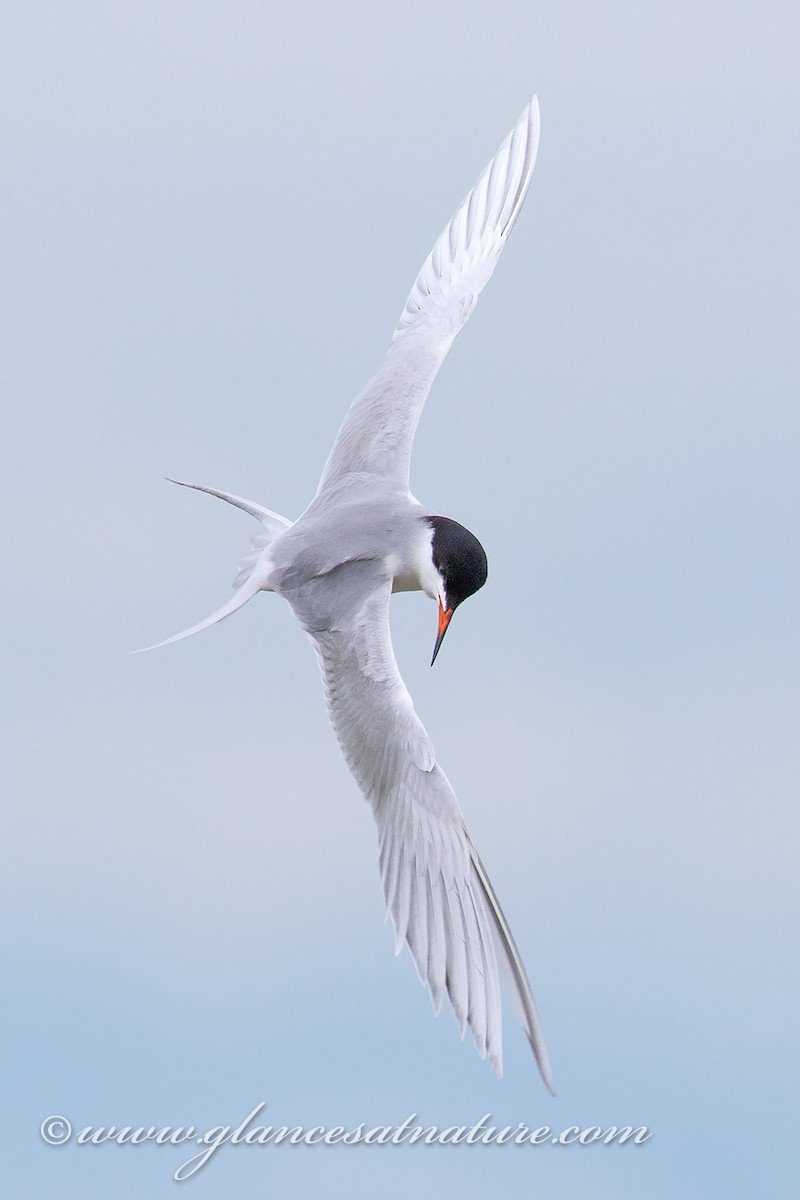 Forster's Tern - ML28842381