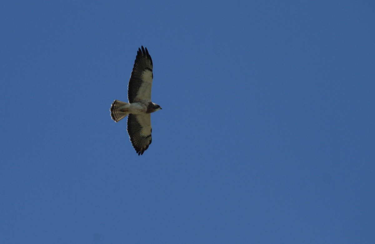 Swainson's Hawk - ML288423871