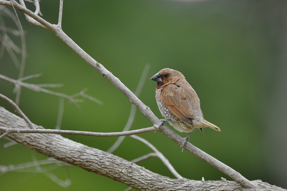 Scaly-breasted Munia - Ting-Wei (廷維) HUNG (洪)