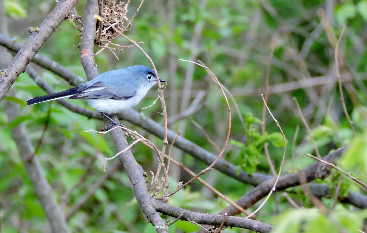 Blue-gray Gnatcatcher - ML28842621