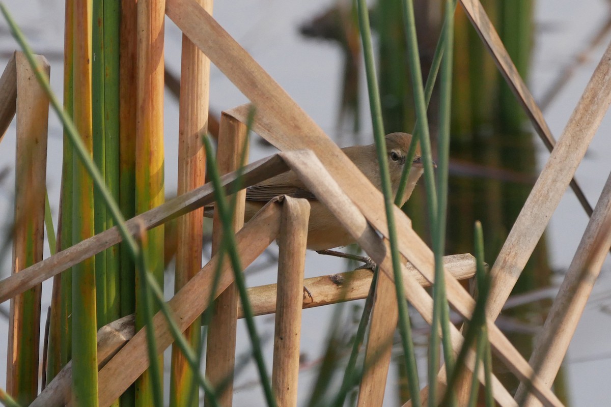Clamorous Reed Warbler - Sandeep Biswas