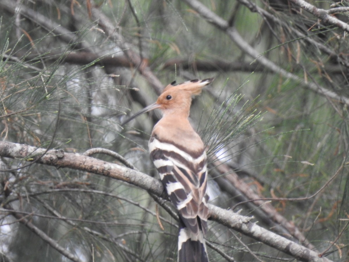 Eurasian Hoopoe - ML288430821